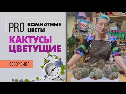 Видео: Цветущие кактусы маммилярия.  Набор кактусов в одном горшке.