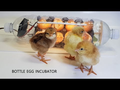 Видео: Как сделать инкубатор с ПЭТ-бутылкой  #2