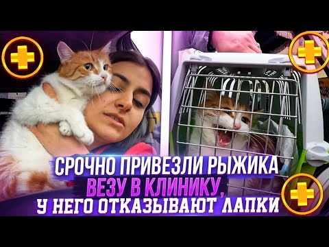 Видео: Срочно отправили мне Рыжика, у него отказывают лапки? он плохо ест и что то с суставами.