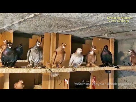Видео: Узбекские двухчубые голуби на продажу