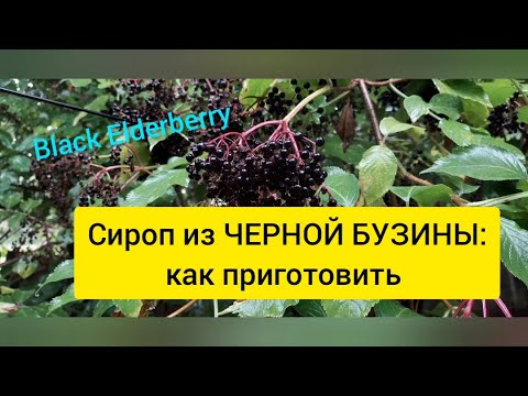 Видео: Чёрная бузина // сироп из бузины