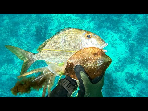 Видео: Подводная охота в Белизе | Самая умная рыба, которую я когда-либо встречал (CCC)