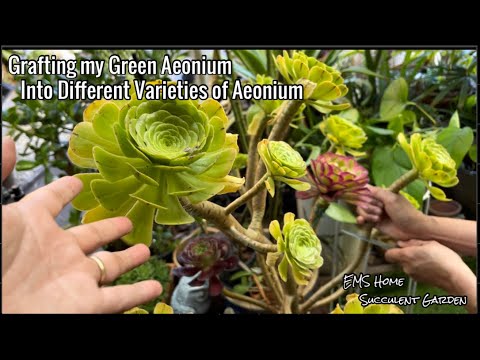 Видео: Прививка моего суккулентного зеленого эониума