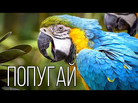 Видео: Попугай: Птица Говорун | Интересные факты про попугаев