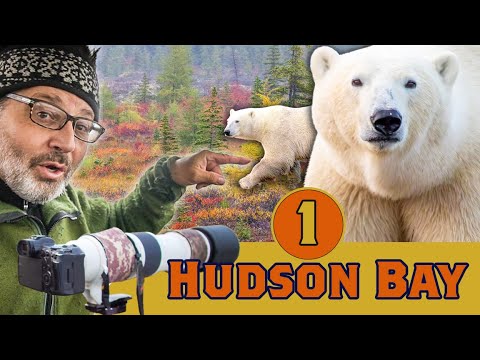 Видео: Слишком близко?! Наедине с белым медведем — Черчилль в сентябре, Гудзонов залив