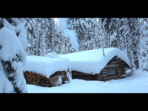 Видео: Живу в таёжной избе. Добыл мясо, выставляю капканы.