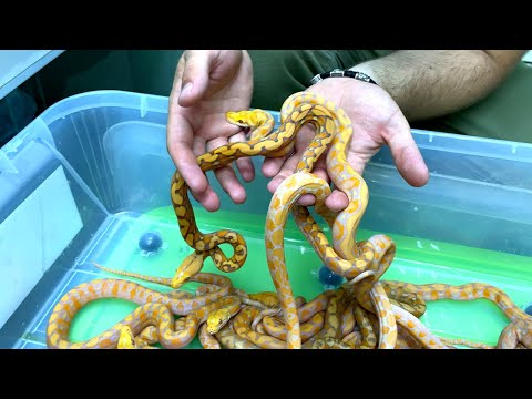 Видео: ОПРЕДЕЛЯЕМ ПОЛ ЗМЕЙ И СРАВНИВАЕМ МАЛЫШЕЙ СО ВЗРОСЛЫМИ