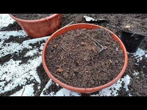 Видео: Высадка черенков хризантемы мультифлора в горшки и грунт