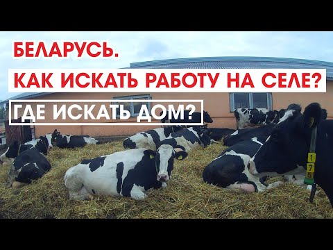 Видео: Я НЕ СМОГУ ВАМ НАЙТИ РАБОТУ И ДОМ//ПРОГУЛКА ПО ВТОРОМУ АГРОГОРОДКУ НАШЕГО КОЛХОЗА