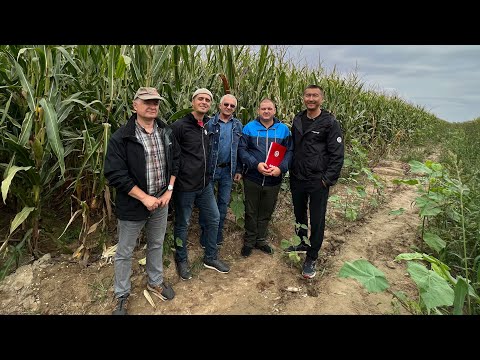 Видео: Гибриды Limagrain реально хороши? 🌽🌽🌽