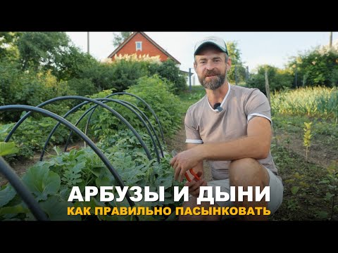 Видео: ФОРМИРОВКА ДЫНИ. Пасынкование арбузов и дынь в открытом грунте.