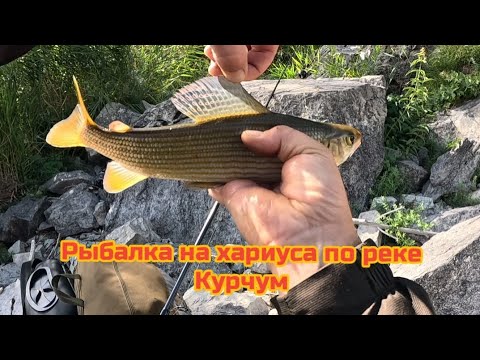 Видео: РЫБАЛКА НА ХАРИУСА ПО РЕКЕ КУРЧУМ