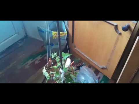 Видео: Вторая жизнь огурца,  часть вторая. 75 серия.