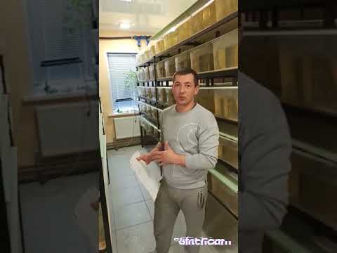 Видео: разведение австралийского рака