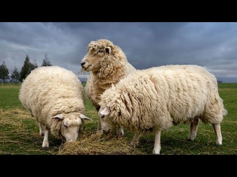 Видео: Овцеводство. Пастбище или стойловое содержание, откорм