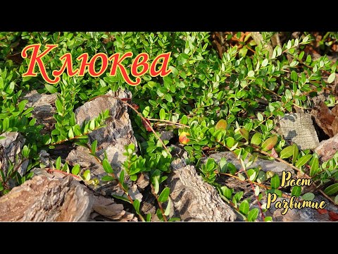 Видео: Клюква / Oxycoccus