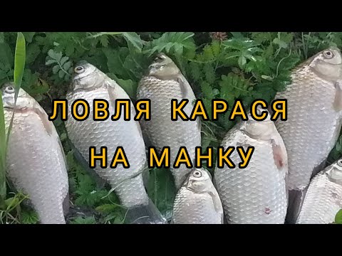 Видео: ЛОВЛЯ КАРАСЯ НА МАНКУ.