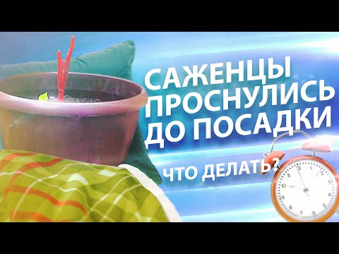 Видео: САЖЕНЦЫ ПРОСНУЛИСЬ ДО ПОСАДКИ. ЧТО ДЕЛАТЬ?
