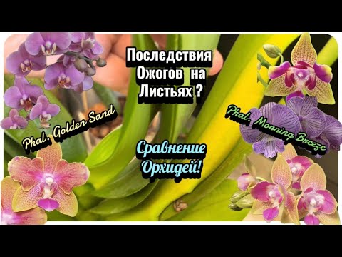 Видео: Цветоносов много не бывает! Эти орхидеи разные? Обзор цветущих орхидей в солнечных лучах!  #flowers