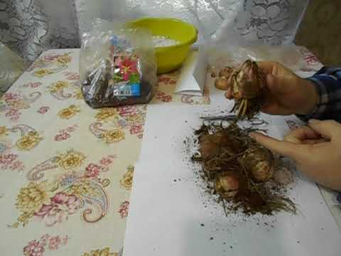 Видео: Лилии поступили в продажу 27. 01. 2022