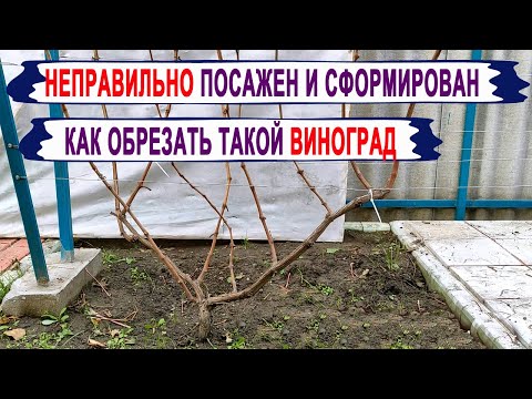 Видео: 🍇 Обрезка ЗАПУЩЕННОГО КУСТА ВИНОГРАДА. Что делать, если куст неправильно посажен и сформирован?