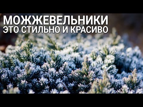 Видео: Можжевельники – это стильно и красиво