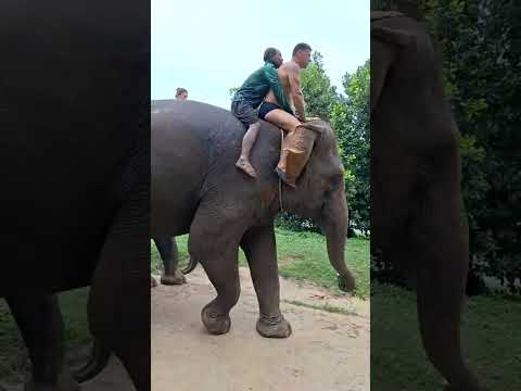 Видео: Таиланд 2025г. Паттайя. День десятый.Часть первая. Термальные источники. Слоновья ферма. 