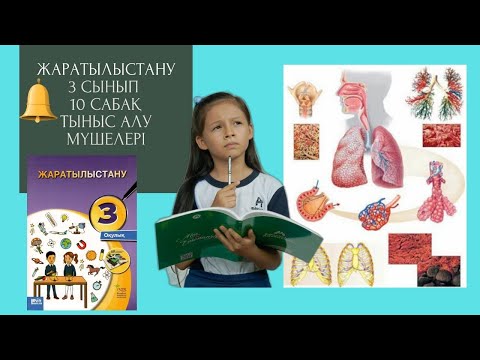 Видео: Жаратылыстану  3 сынып, 10 сабақ|Тыныс алу мүшелері