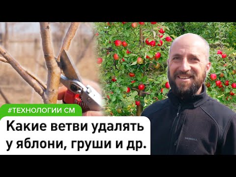 Видео: Принципы обрезки плодовых деревьев. Что срезать и почему #СадовыйЭксперт #СадыМечты #ДенисСафронов