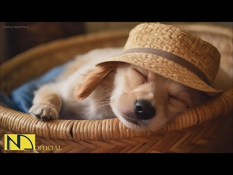Видео: 20 часов любимой музыки собак🐶💖Музыка для сна собак 🐶🎵 Музыка для снятия беспокойства при разлуке🎵