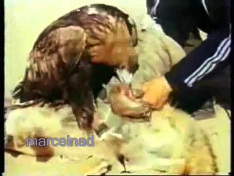 Видео: Охота на волка с беркутом.mp4