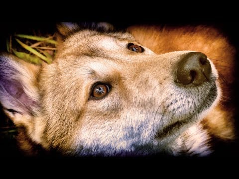 Видео: Фильм про охоту в тайге "Соболь 3, фартовый сезон" 3 серия