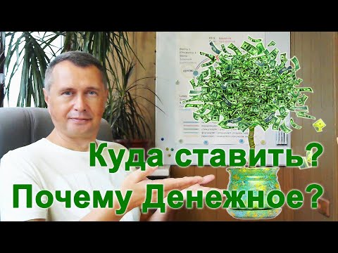 Видео: Почему денежное дерево Фэншуй называют денежным? Куда поставить денежное дерево, чтобы стать богаче?