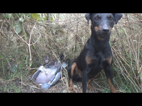 Видео: ОХОТА НА ВЯХИРЯ на озимом поле. Охота на голубя с чучелами