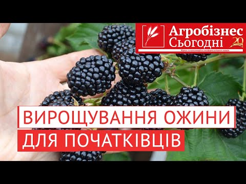 Видео: Вирощування ожини для початківців.