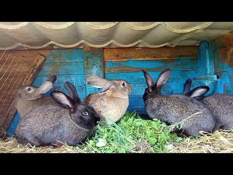Видео: Кролики 89 ...