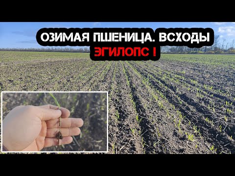 Видео: Озимая пшеница. Всходы | 1 ноября 2025