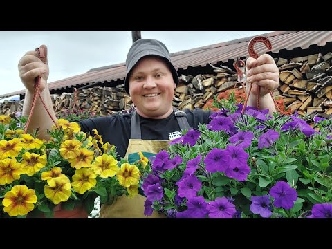 Видео: Как спасти АЛИССУМ!//ЭТО СРЕДСТВО СПАСЁТ ВАШ САД! Петуния в кадре😍