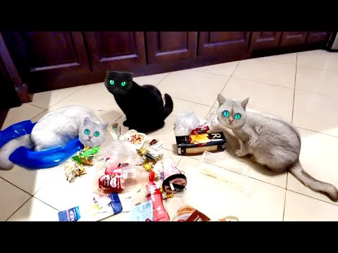 Видео: ГОЛОД!!! как МСТЯТ Голодные КОШКИ!