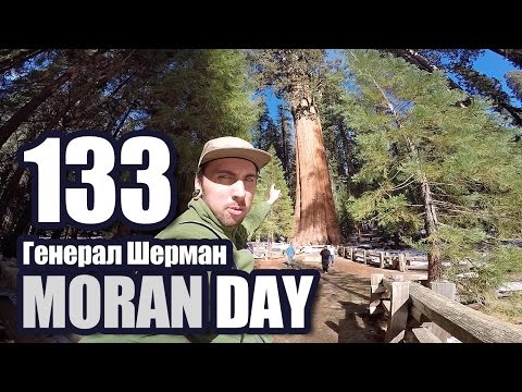 Видео: Moran Day 133 - Генерал Шерман