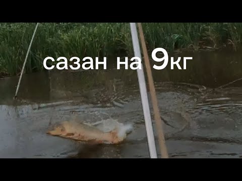 Видео: Огромные сазаны выпрыгивают из паука подъёмника.#fishing #рыбалка #낚시 #carpfishing #fish