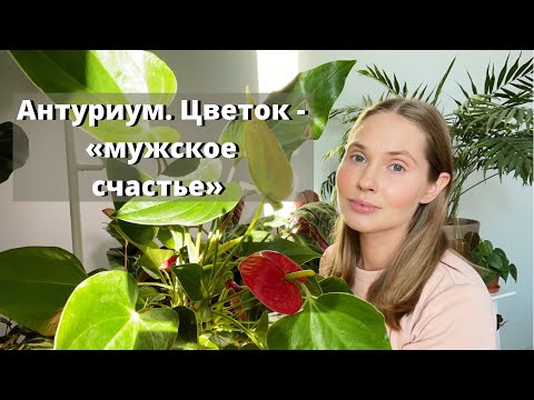 Видео: Антуриум ( цветок «мужское счастье»). Уход за цветущим Антуриумом.