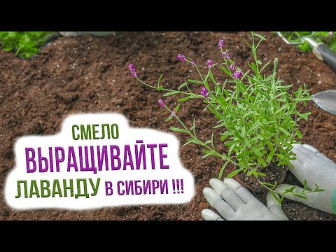 Видео: Лаванда в Сибири - посадка, выращивание и уход. Зимостойкие сорта лаванды