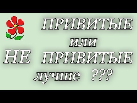 Видео: Привитые или не привитые саженцы - что выбрать? Садовый Ликбез.