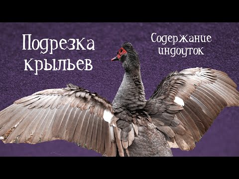 Видео: КАК ПОДРЕЗАТЬ ИНДОУТКЕ КРЫЛЬЯ - все про подрезку крыльев мускусных уток