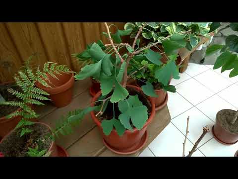 Видео: Борьба с вредителями дома. Прогулки по оранжерее №5