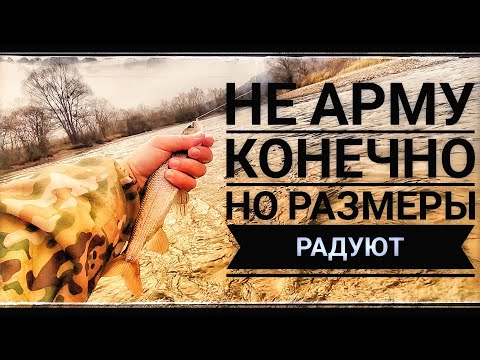 Видео: Осенний Хариус спускается в ямки👍🏻Шикарный клёв 💪😎#приморье#fishing#рыбалка#хариус#горнаярека 