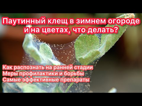 Видео: ЗНАЙ ВРАГА В ЛИЦО - у меня паутинный клещ! Самые эффективные препараты для борьбы с ним и не только.