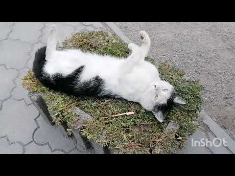 Видео: "Кіт і перехожі 😺"