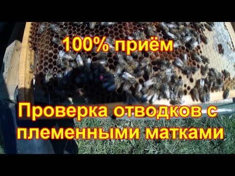 Видео: Проверка отводков с племенными матками из Германии от С. Рауш. 100% приём